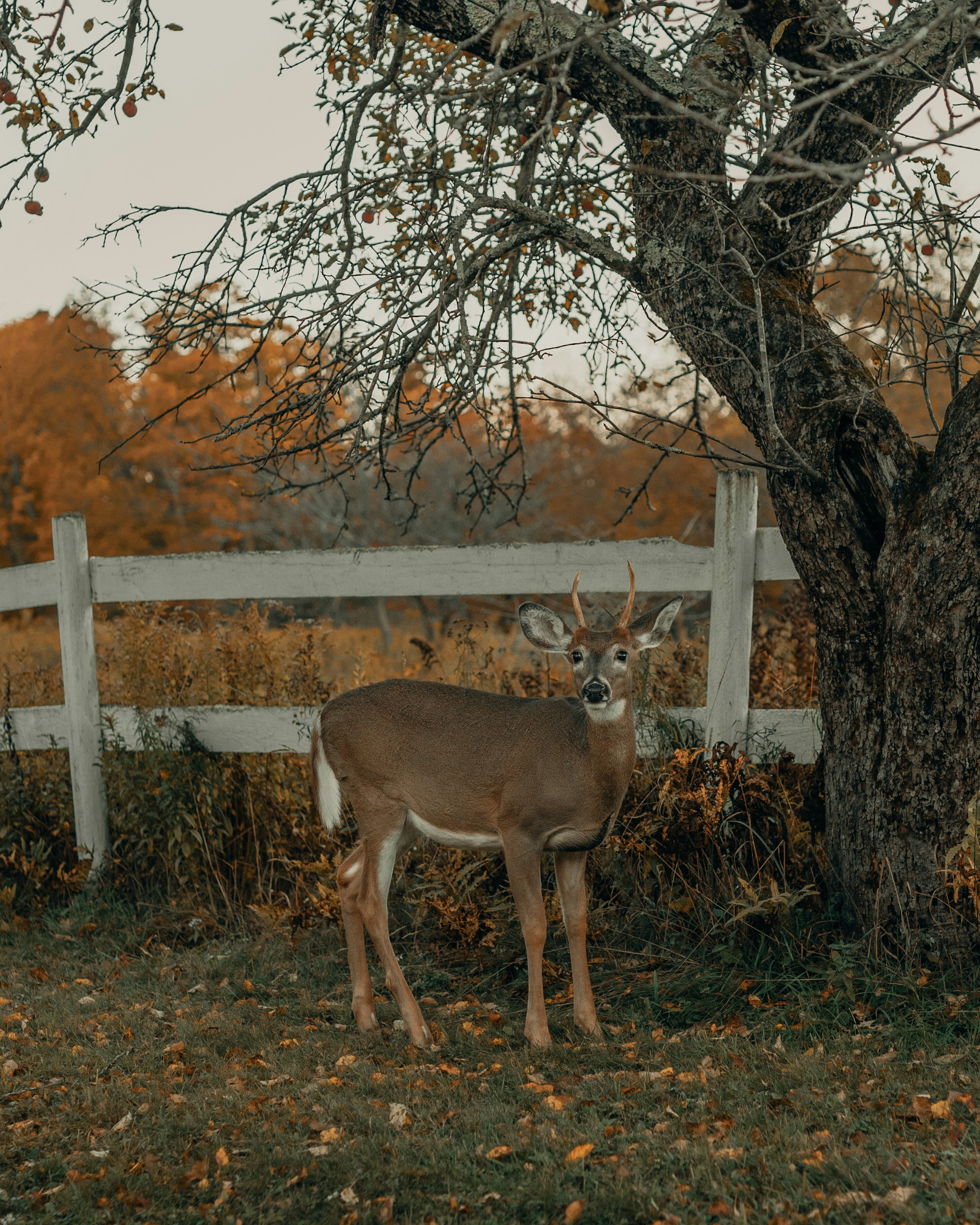 brown deer standing on green grass field near brown bare trees during daytime